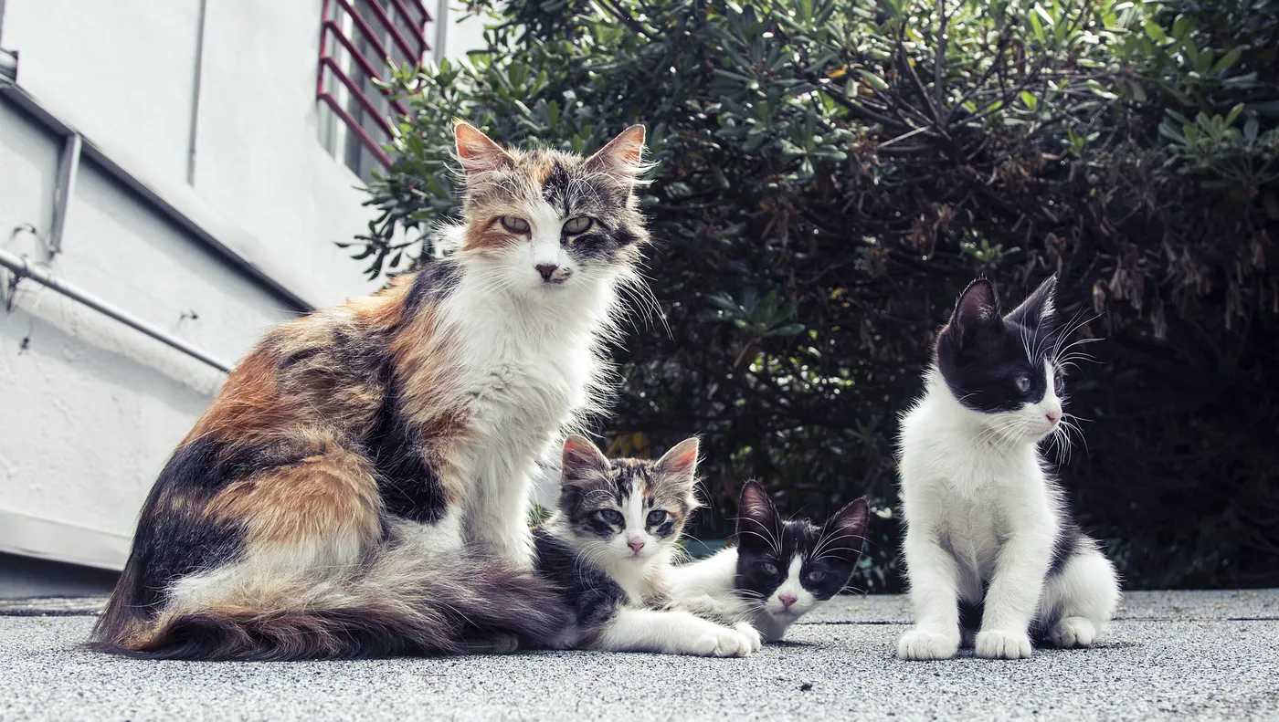 The somewhat unrelated photo of cats matched to the Witches’ speech